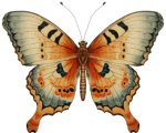 Borboleta 43
